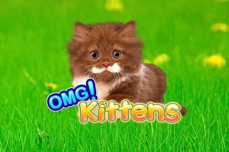 OMG! Kittens cover
